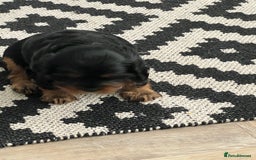 Cavalier King Charles Spaniel dogs for sale: Beautiful King Charles spanial - Image 2