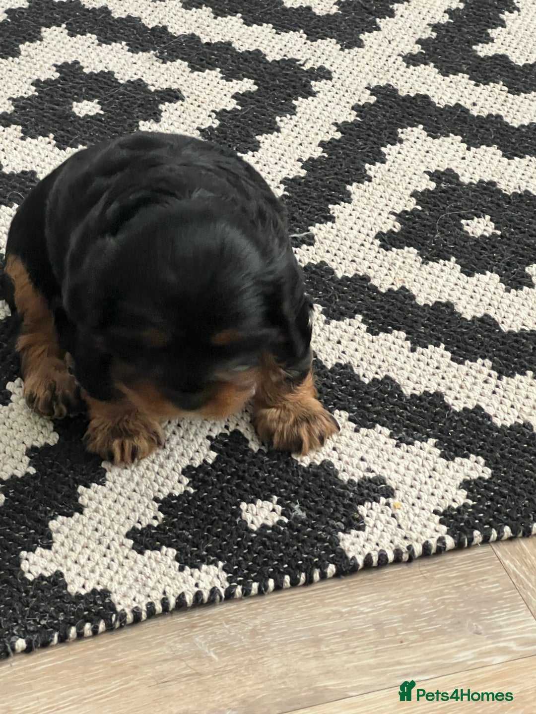 Cavalier King Charles Spaniel dogs for sale: Beautiful King Charles spanial - Image 2