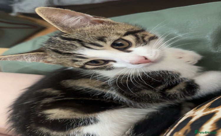 Mixed Breed cats - Advert 15