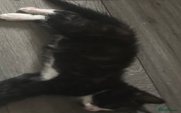British Longhair cats for sale: Poppy (female) - Image 5