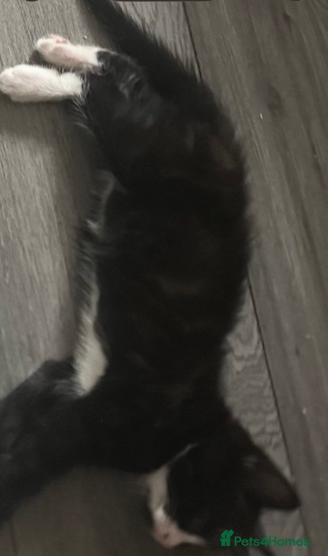 British Longhair cats for sale: Poppy (female) - Image 5