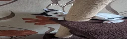 Mixed Breed cats for sale: Cute kittens looking for a new home - Advert 3