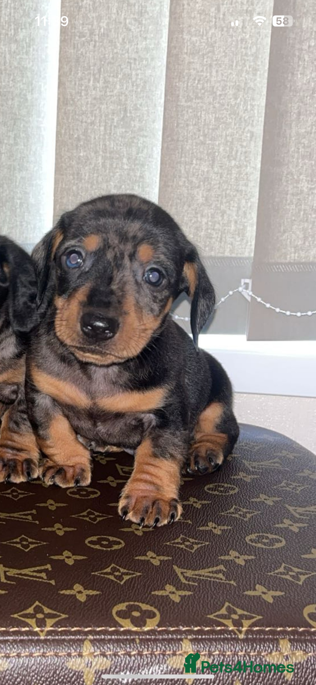 Miniature Dachshund dogs for sale: Miniature dachshund puppies - Advert 5