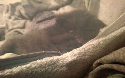 Mixed Breed cats for sale: Tabby kittens - Advert 3