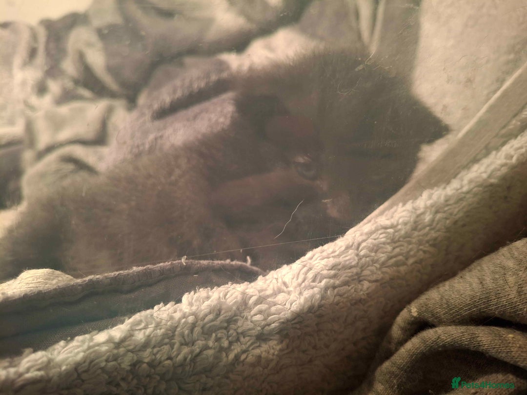 Mixed Breed cats for sale: Tabby kittens - Advert 3