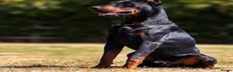 Dobermann dogs for sale: European doberman puppies for sale. in Swindon - Advert 4
