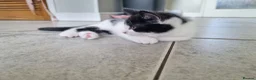 American Shorthair cats for sale: Lovely kittens - Advert 3
