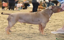 Olde English Bulldogge dogs for sale: Ex Champion Show girl for rehome PET HOME ONLY - Image 6