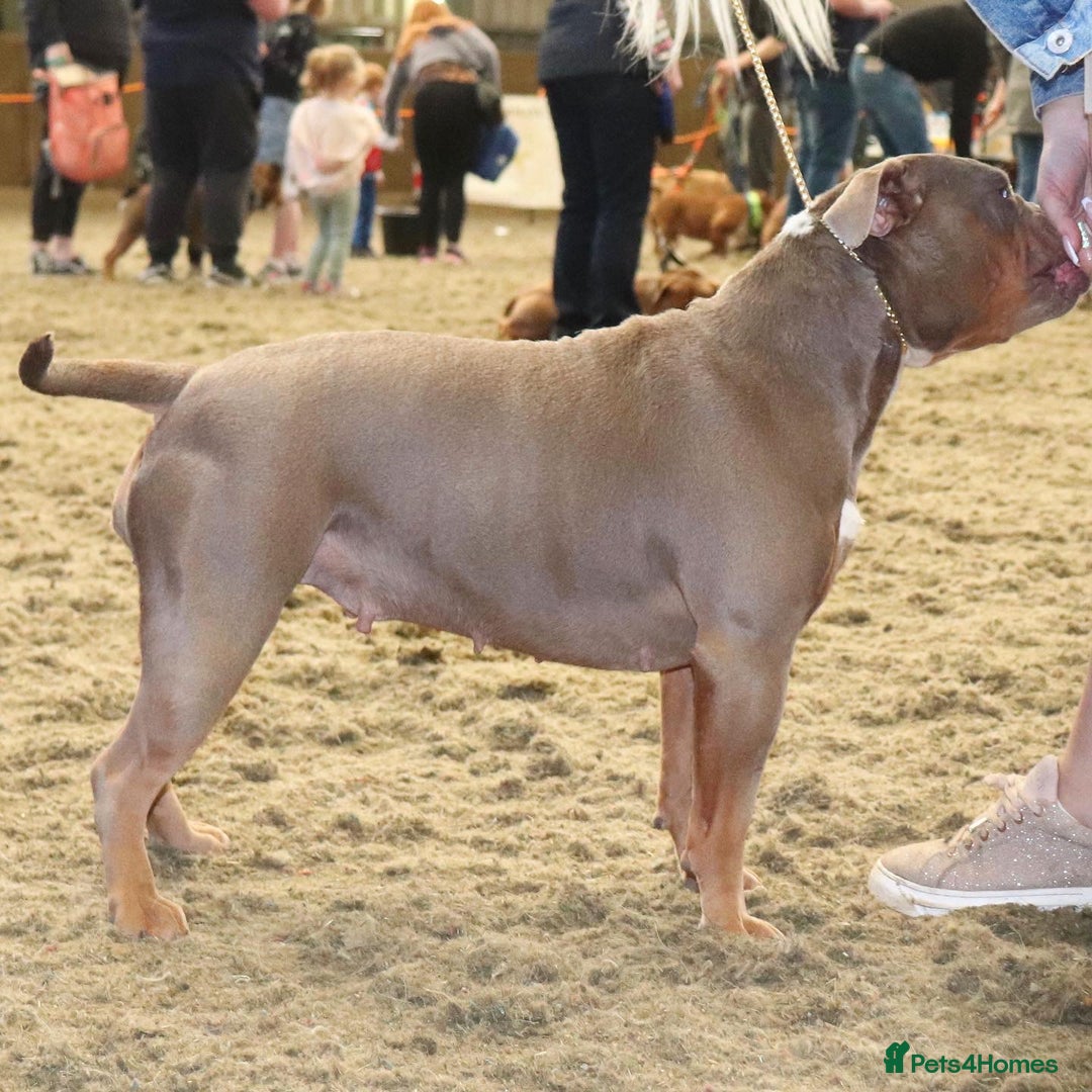 Olde English Bulldogge dogs for sale: Ex Champion Show girl for rehome PET HOME ONLY - Image 6