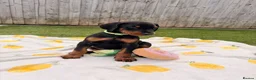 Dobermann dogs for sale: 🏡Viewings Available Now | KC Registered Dobermans - Advert 9