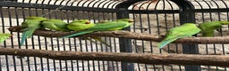 Ringnecks birds for sale: Ringneck parakeets  - Advert 6