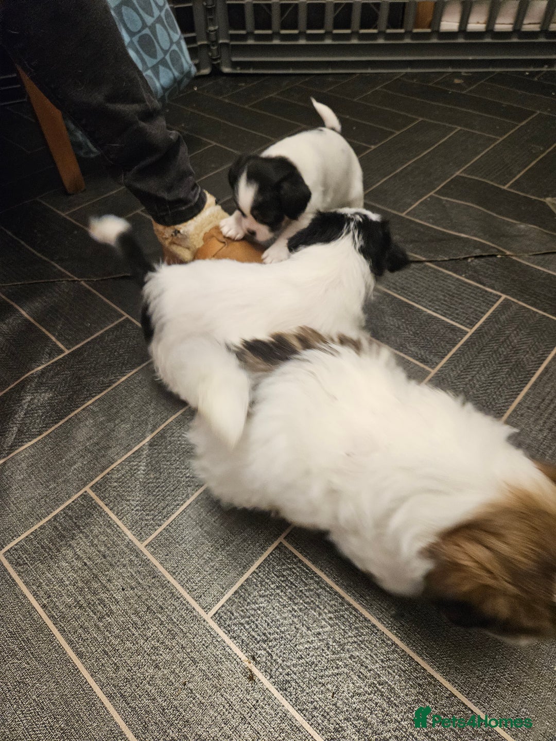 Mixed Breed dogs for sale: Jackallhapso - Advert 9