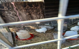 Mixed Breed poultry for sale: Silkie cross chicks - Image 2