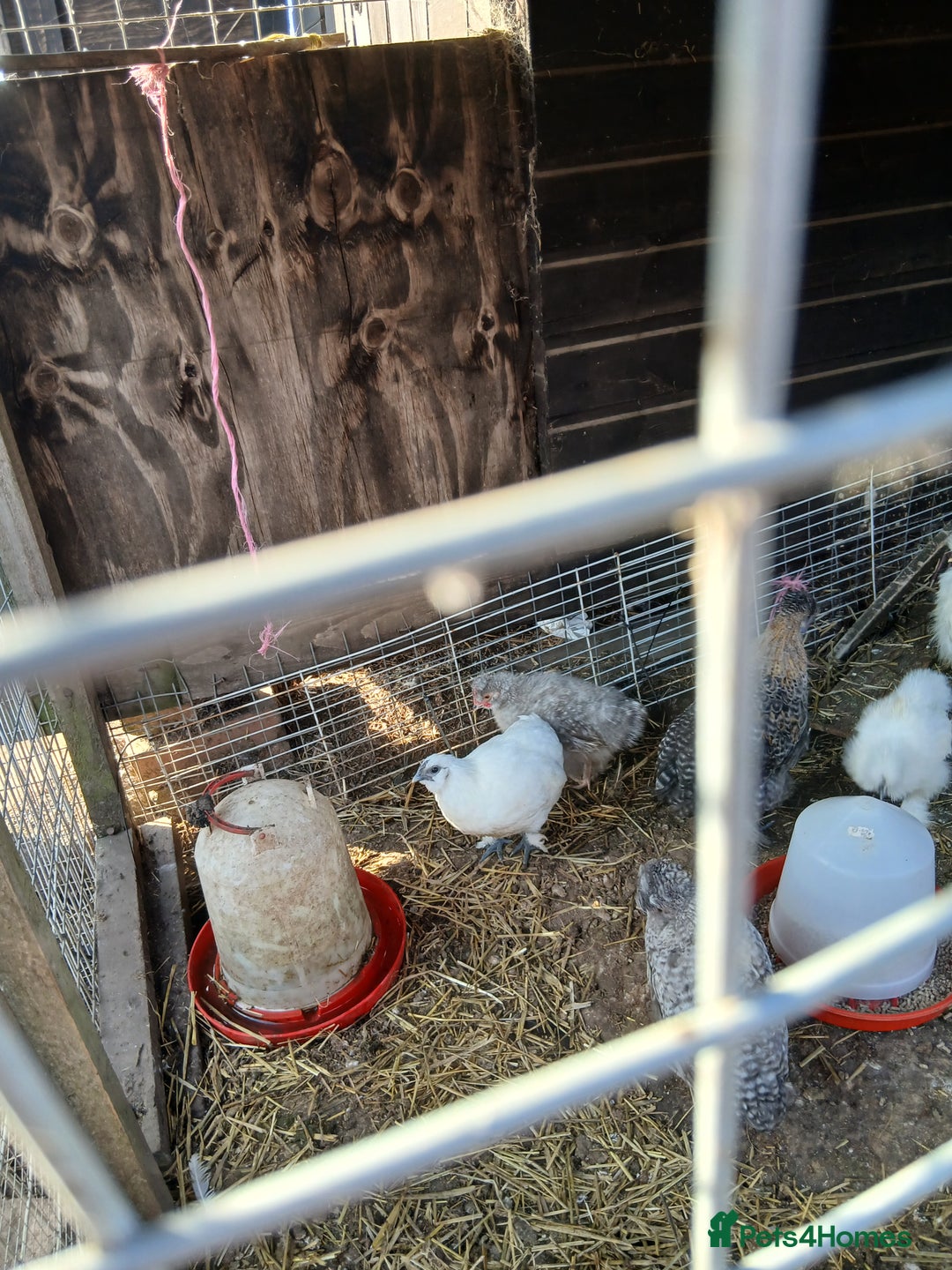 Mixed Breed poultry for sale: Silkie cross chicks - Image 2