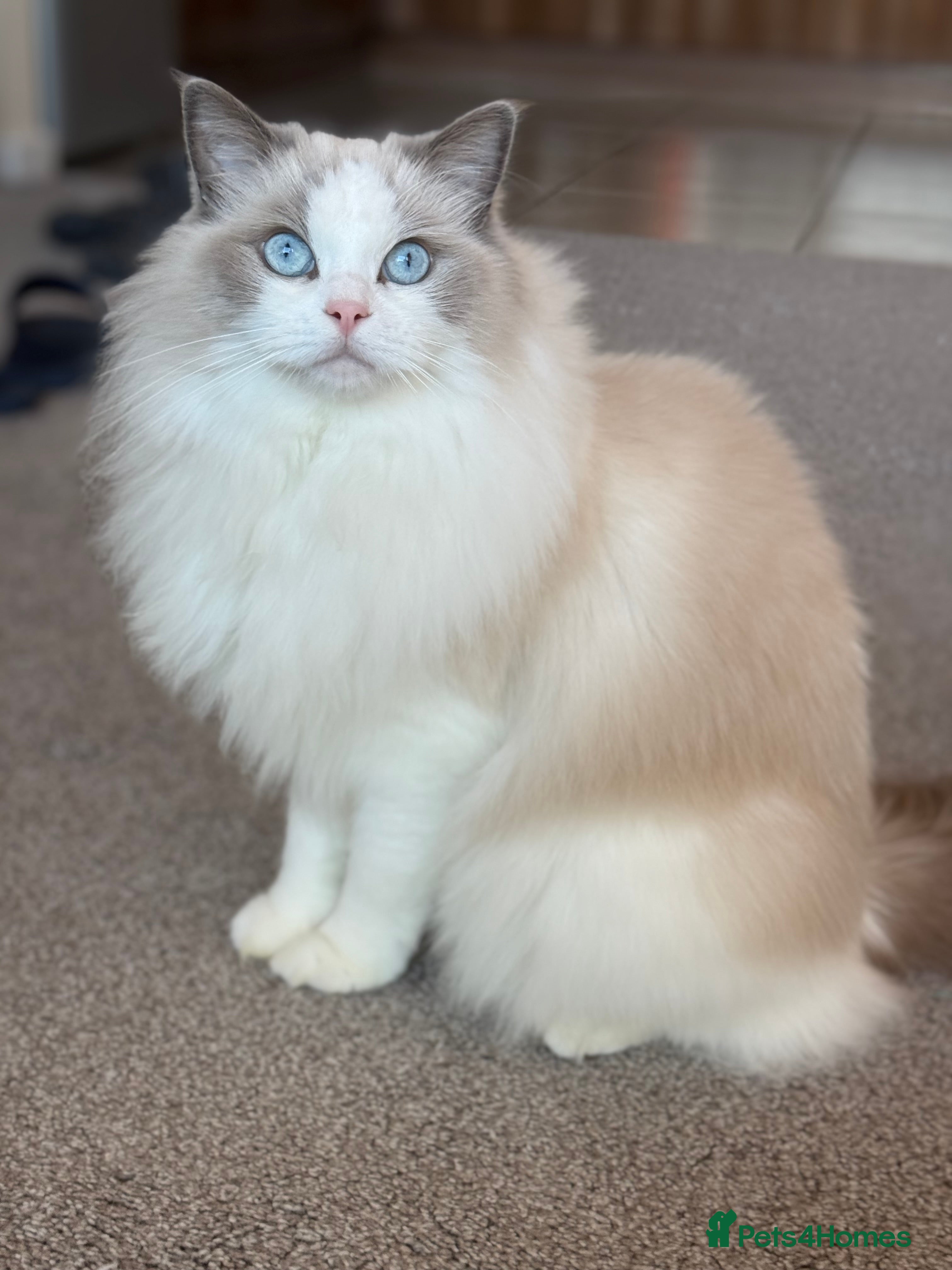 Ragdoll cats GCCF registered - the Ultimate Cuddler ragdoll in Croydon - Advert 1