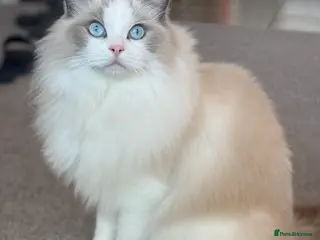 Ragdoll cats GCCF registered - the Ultimate Cuddler ragdoll in Croydon - Advert 1