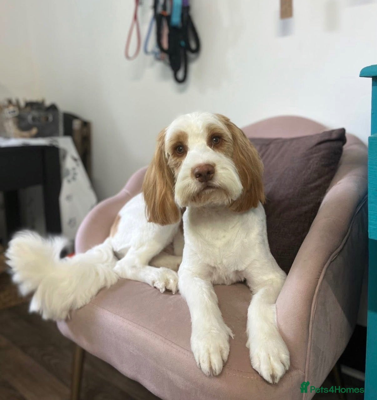 Cockapoo dogs Proven Male Cockapoo for Stud - Advert 1