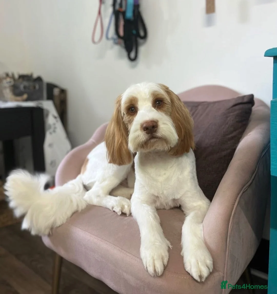 Cockapoo dogs for stud: Proven Male Cockapoo for Stud - Advert 1