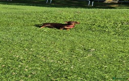 Miniature Dachshund dogs for stud: STUD available  - Image 13