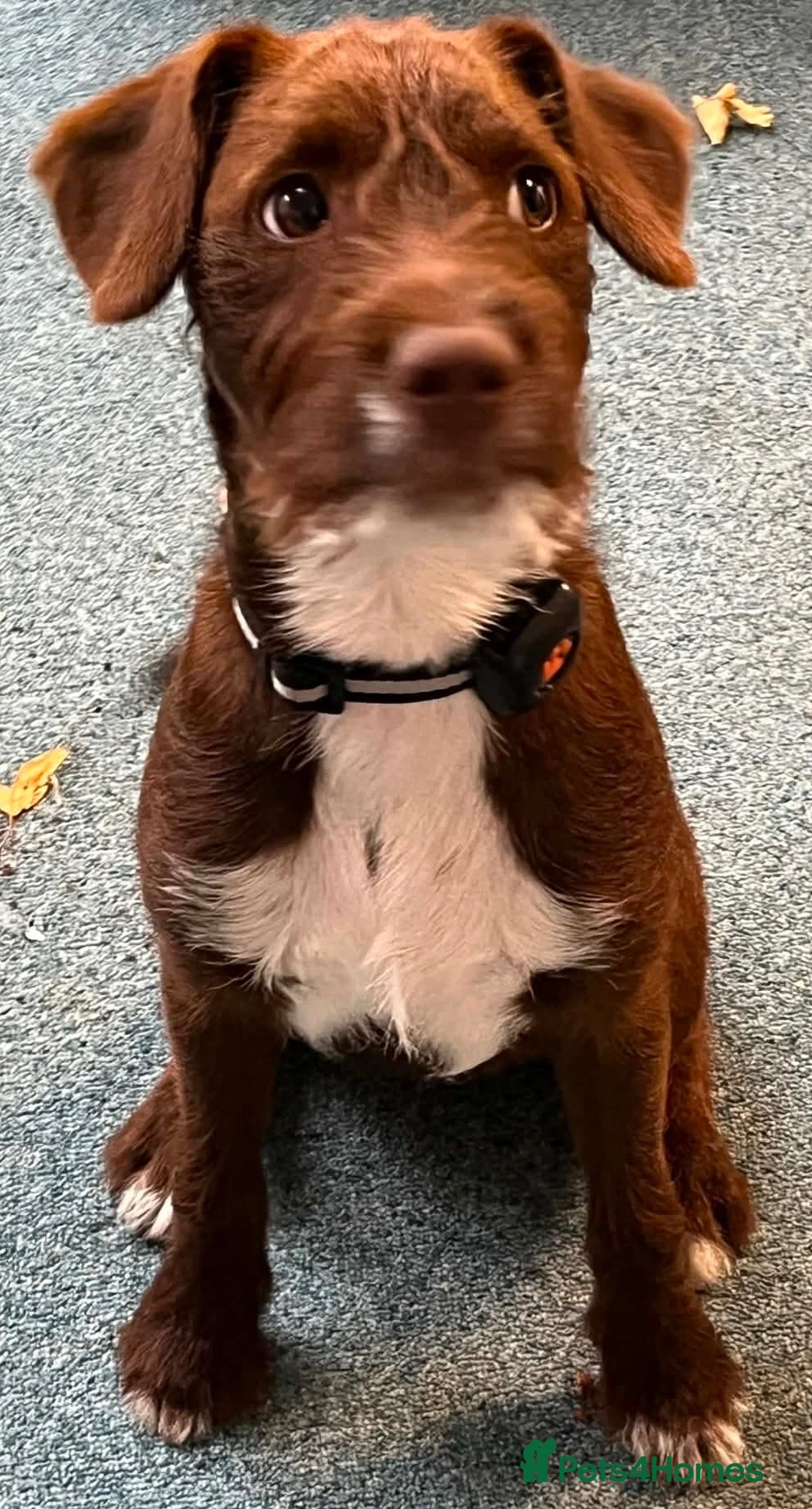 Patterdale Terrier dogs for adoption: Teddy needs a loving home  in Rotherham - Advert 2