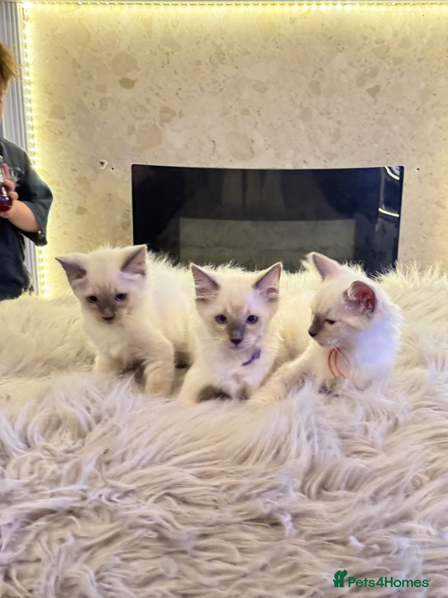 Ragdoll cats *** 3 Male 1 Female Blue Point Ragdoll Kittens *** - Advert 17
