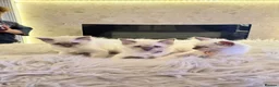 Ragdoll cats for sale: *** Last Male Blue Point Ragdoll Kittens ** - Advert 14