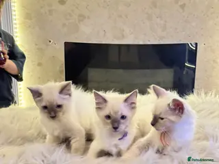 Ragdoll cats *** 3 Male 1 Female Blue Point Ragdoll Kittens *** - Advert 17