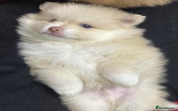 Pomeranian dogs for sale: Rare Pomeranian blue eyed puppys - rare colours - Image 5