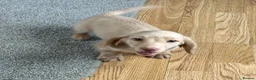 Dachshund dogs for sale: Stunning longhaired creams and shaded cream pups - Advert 12