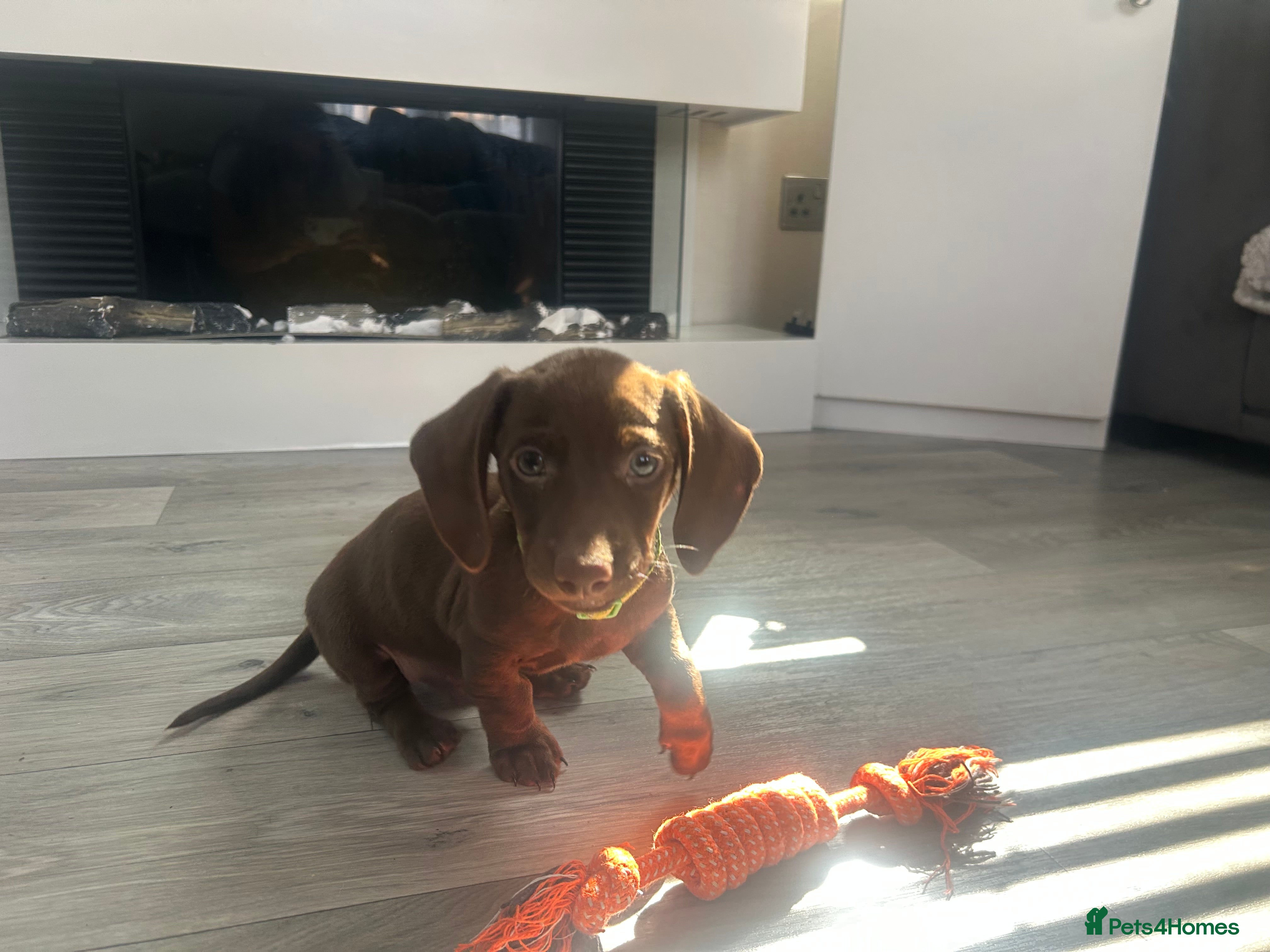 Miniature Dachshund dogs ONLY 2 LEFT Miniature Daschund Boys - Advert 2