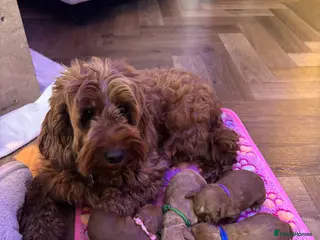 Cockapoo dogs Beautiful F1B cockapoo puppy’s - Advert 9