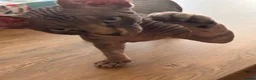 Sphynx cats for sale: Kitten - Advert 6