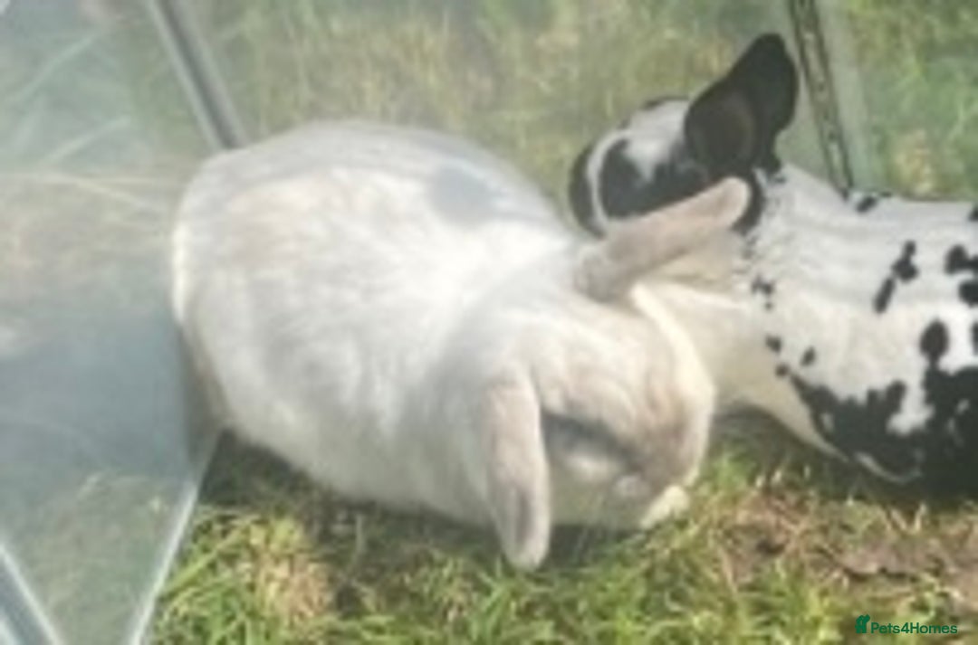 Mini Lop rabbits for sale: Adorable Purebred Mini Lops.  - Image 10