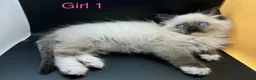 Ragdoll cats for sale: Beautiful Ragdoll Kittens – 3 Girls & 2 Boys  - Advert 2