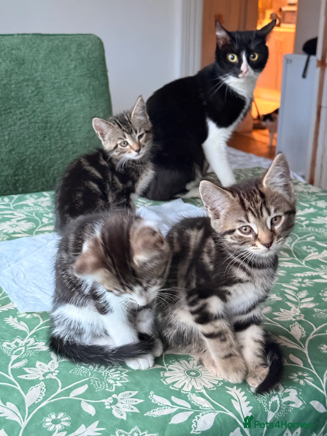 British Longhair cats for sale: Four adorable kittens! - Advert 10