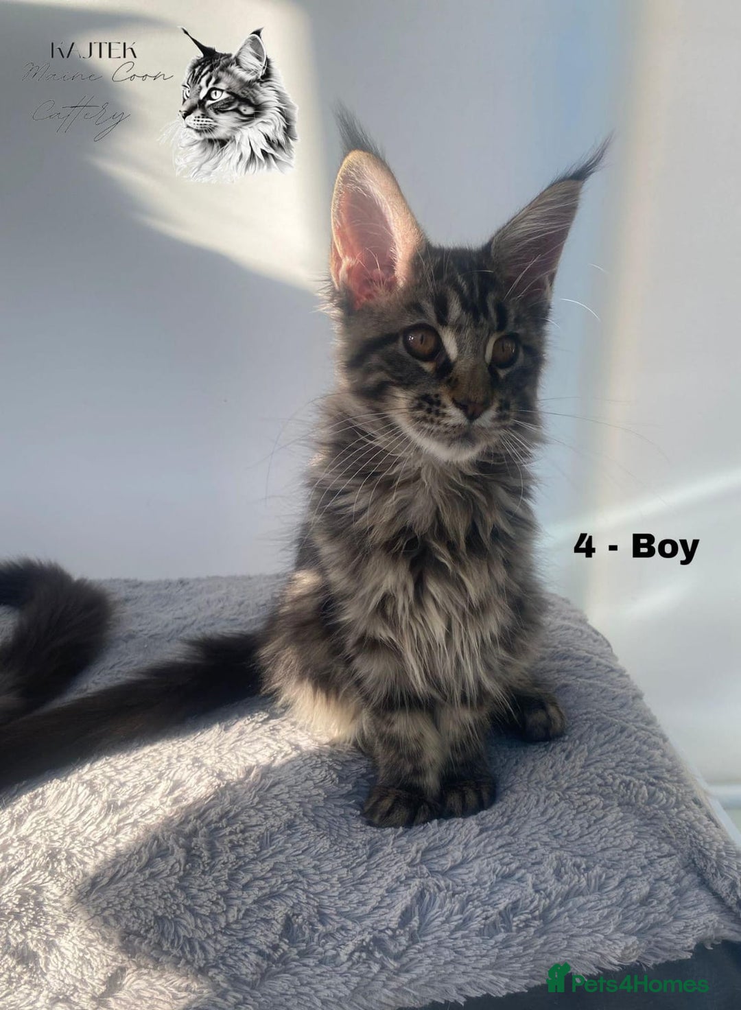 Maine Coon cats for sale: Russian Lane Shaded Maine Coon  - Image 6