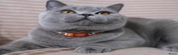 British Shorthair cats for stud: british shorthair stud in Preston - Advert 2