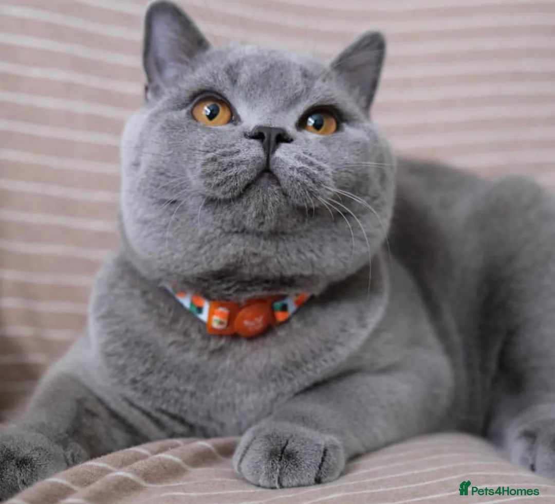 British Shorthair cats for stud: british shorthair stud in Preston - Advert 2