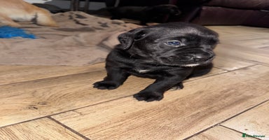 Mixed Breed dogs - Advert 4