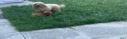 Maltipoo dogs for sale: Extra tiny f1b Asian maltipoo boy  - Advert 2