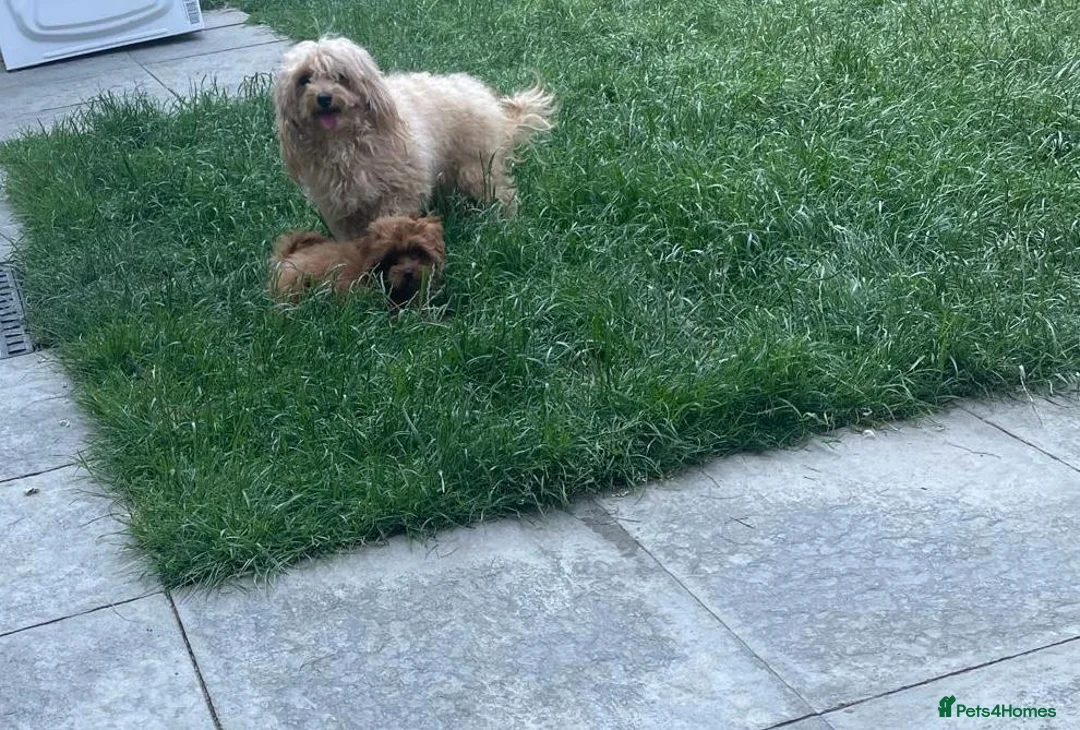 Maltipoo dogs for sale: Extra tiny f1b Asian maltipoo boy  - Advert 2