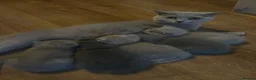 British Shorthair cats for sale: British shorthair kittens - Advert 9