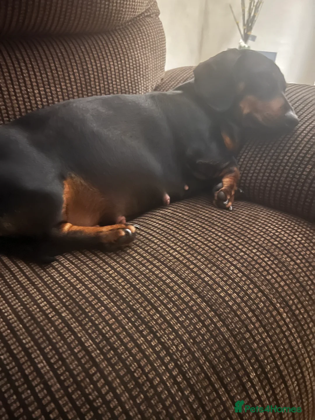 Dachshund dogs for sale: Dachshund puppies - Advert 10