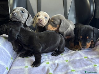 Dachshund dogs GORGEOUS KC REG STANDARD MALE PUPS - Advert 5