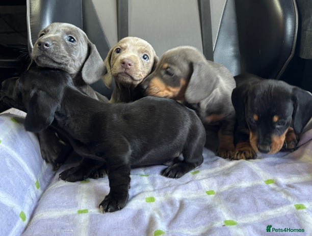 Dachshund dogs GORGEOUS KC REG STANDARD MALE PUPS - Advert 1