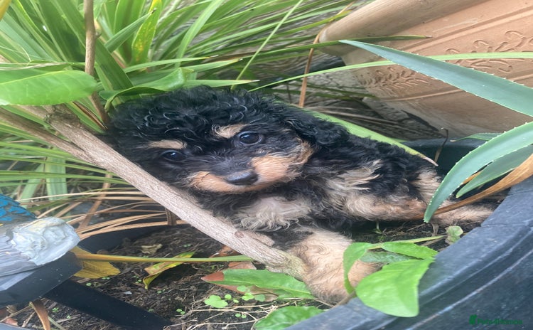 Cavapoo dogs - Advert 4