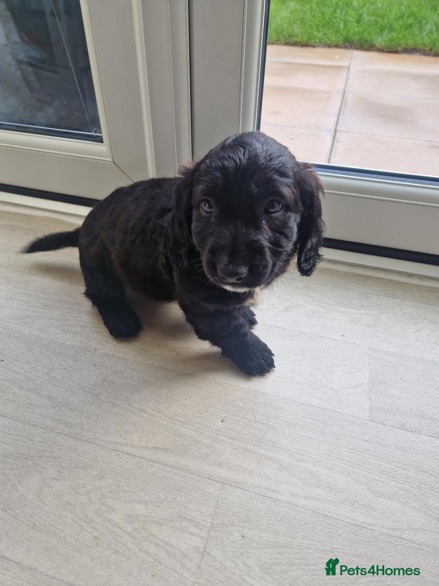 Mixed Breed dogs Male spring spaniel 6 week old - Advert 18