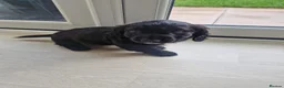 Mixed Breed dogs for sale: Male spring spaniel 6 week old - Advert 1