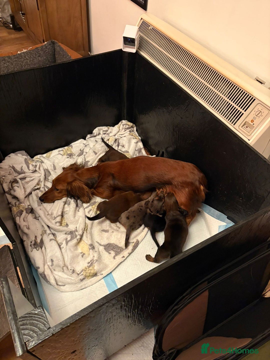Miniature Dachshund dogs for sale: ADORABLE MINIATURE DACHSHUND PUPPIES  - Image 8