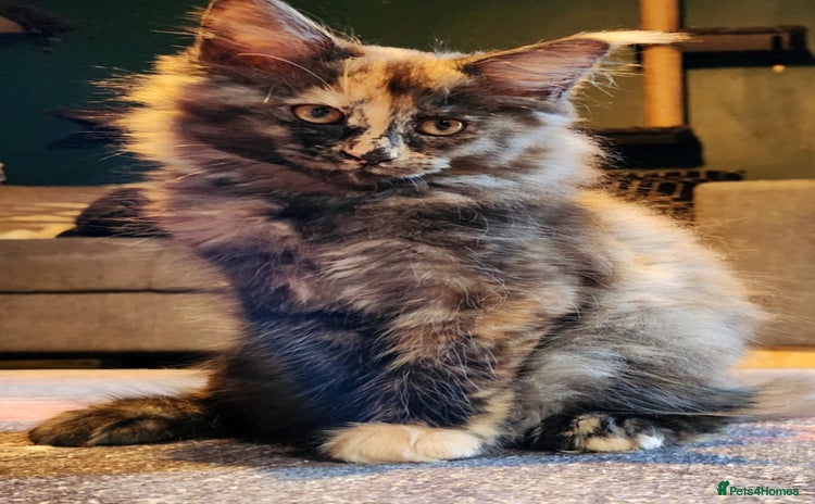 Maine Coon cats - Advert 7